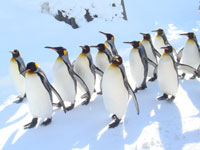 旭川→札幌のJR特急券&旭山動物園の入園券付 旭川・札幌3・4日間