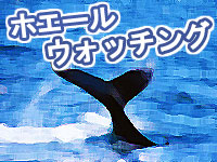 大感動のホエールウォッチング付プラン!!