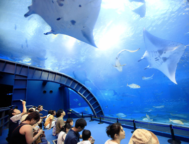 美ら海水族館