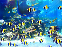 美ら海水族館