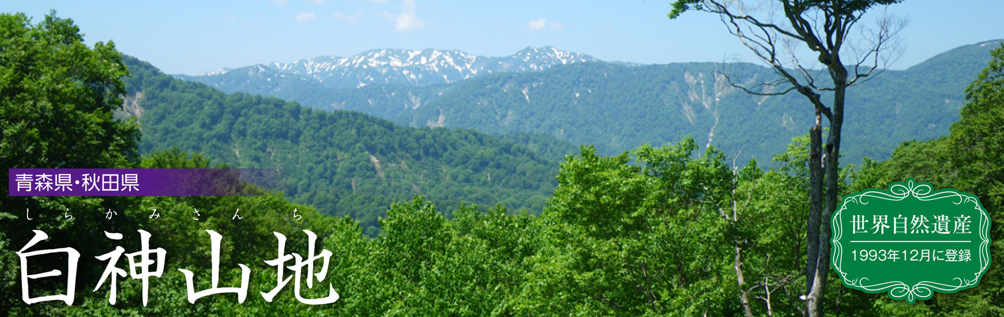 白神山地