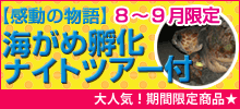 海がめ産卵ナイトツアー付き