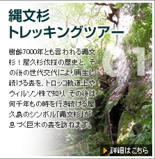 縄文杉トレッキングツアー