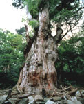 縄文杉
