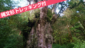 【屋久島】【春休み旅行】1-4月発！ガイドと行く！人気の縄文杉トレッキング付♪ 直行便で楽々♪　民宿ステイ（食事無し）3～5日