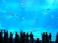 美ら海水族館