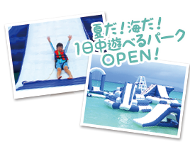 かわいいイルカに会える