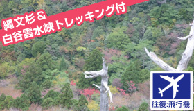 【屋久島】＜羽田発＞【9-10月ファイナルセール】売切れ御免！ガイドと行く！人気の縄文杉＆白谷雲水峡トレッキング付♪世界自然遺産 屋久島スペシャル　2泊3日～4泊5日