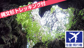 【屋久島】<羽田発>【9-10月ファイナルセール】ガイドと行く！人気の縄文杉トレッキング付♪ＪＡＬ＆ＪＡＣ航空機利用　屋久島民宿ステイ　2泊3日～4泊5日