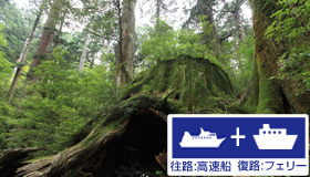 【屋久島】＜羽田発＞【9・10月ファイナルセール】売切御免の早い者勝ち　往路：高速船/復路：フェリーｄｅスペシャル価格！世界自然遺産 屋久島スペシャル（食事無）　2泊3日～4泊5日