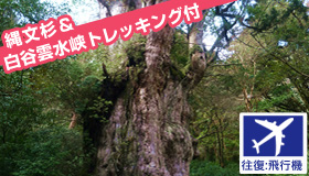 【屋久島】9月ＳＰ　鹿児島発着　高速船で行く屋久島　縄文杉トレッキング　選べる宿