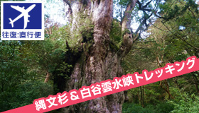 【屋久島】＜福岡発直行便＞【9-10月ファイナルセール】売切れ御免！ガイドと行く！人気の縄文杉＆白谷雲水峡トレッキング付　世界自然遺産 屋久島ステイ（食事無し）2泊3日～4泊5日