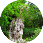 屋久島ホテル一覧