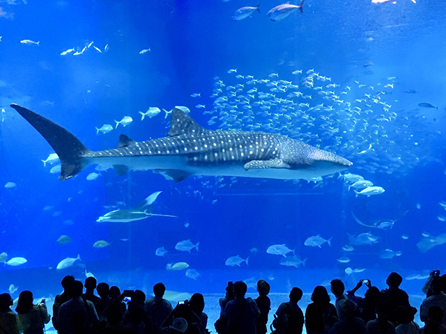 沖縄美ら海水族館モデルコースイメージ