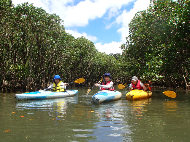 奄美大島マングローブカヌーイメージ