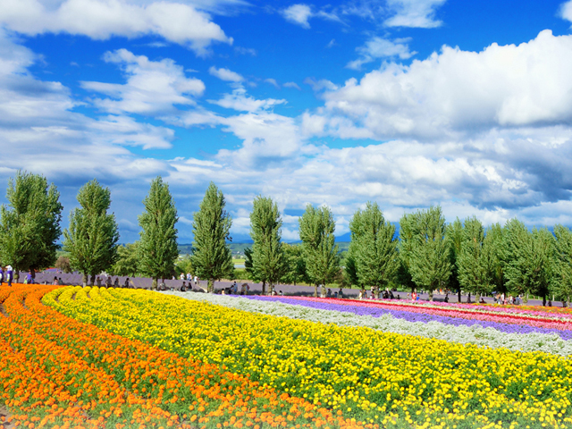 絶景の富良野・美瑛をめぐる！夏の北海道 王道の観光スポット1泊2日モデルコースイメージ