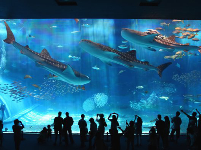 沖縄美ら海水族館モデルコースイメージ