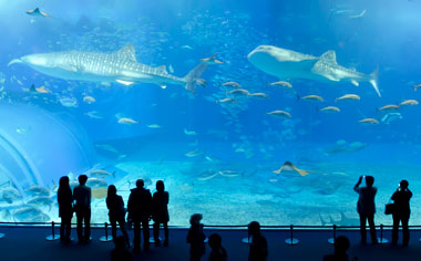 美ら海水族館