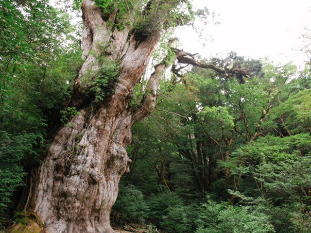 屋久島2泊3日モデルコースイメージ
