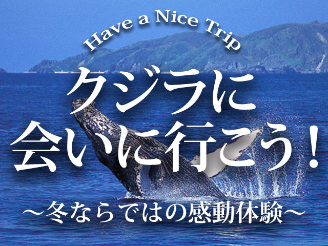 ホエールウォッチング特集