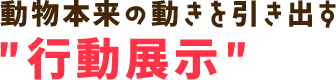 動物本来の動きを引き出す”行動展示”