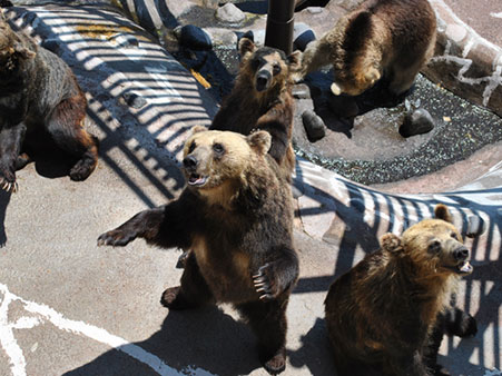 ヒグマを間近に見てエサやり体験もできる「のぼりべつクマ牧場」