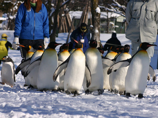 旭山動物園イメージ