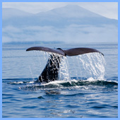 北海道旅行　北海道ツアー