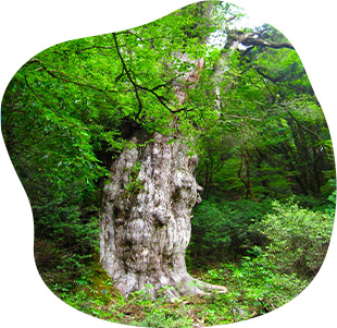 屋久島イメージ
