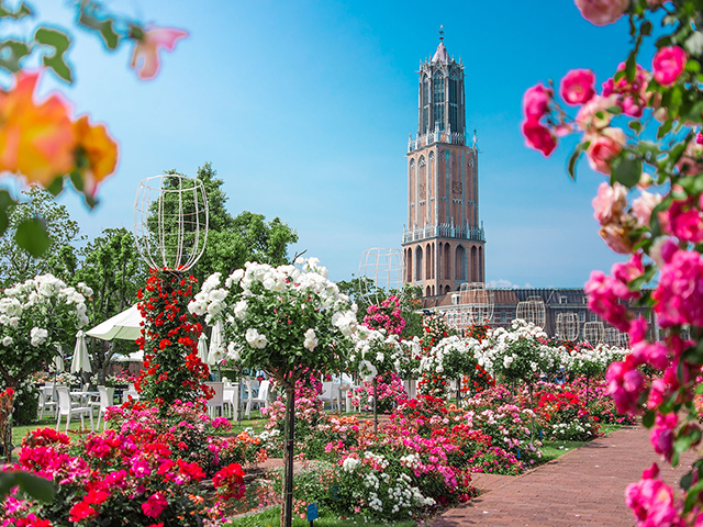 バラセレブレーション