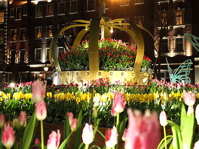 チューリップセレブレーション