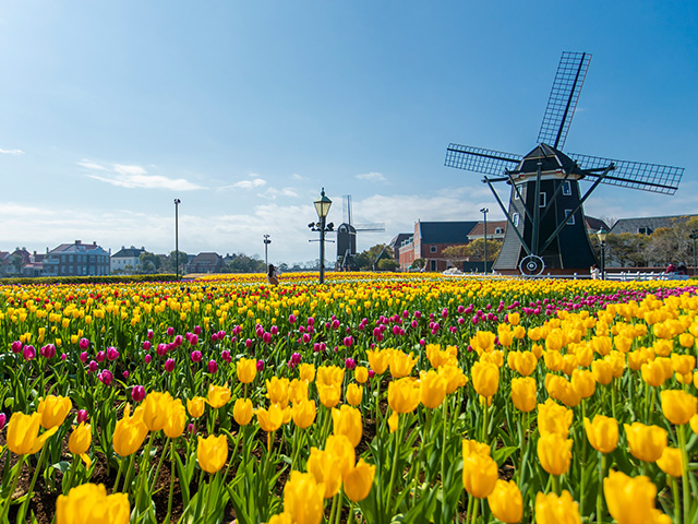 チューリップセレブレーション