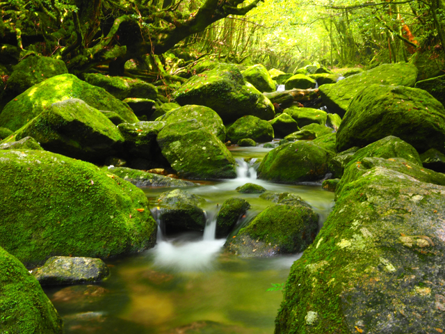 屋久島イメージ