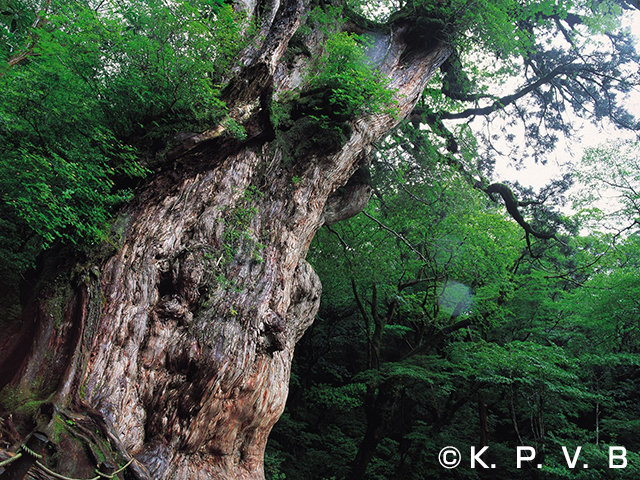 屋久島イメージ
