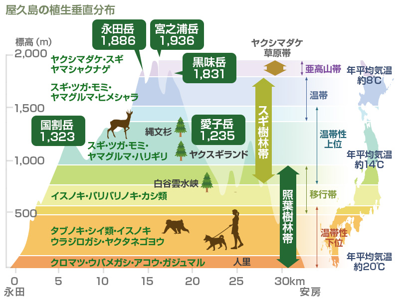 屋久島植生垂直分布図