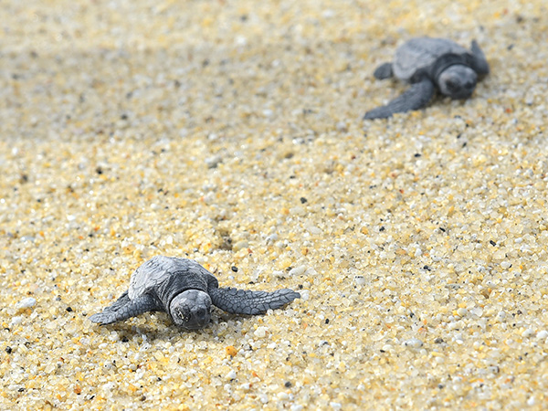 ウミガメ観察