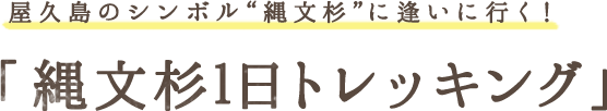 屋久杉のシンボル”縄文杉”に逢いに行く！「縄文杉1日トレッキング」