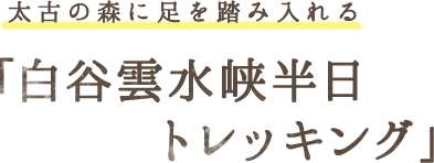 太古の森に足を踏み入れる「白谷雲水峡半日トレッキング」