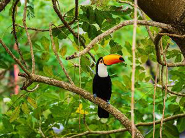 ネオパークオキナワ入園券付ツアー