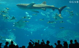 美ら海水族館