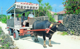 竹富島の水牛車