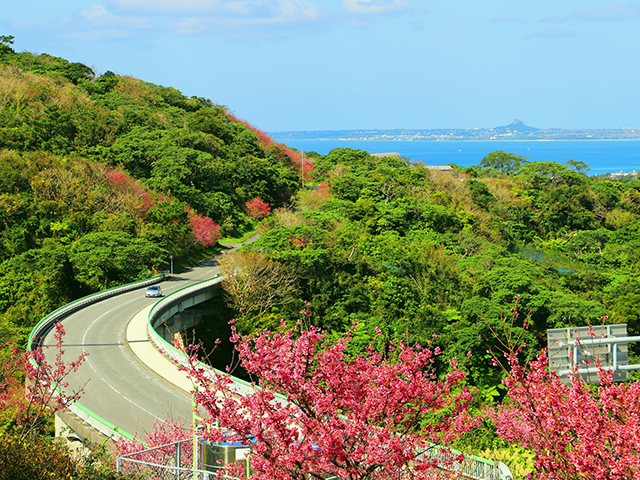 もとぶ八重岳桜まつり