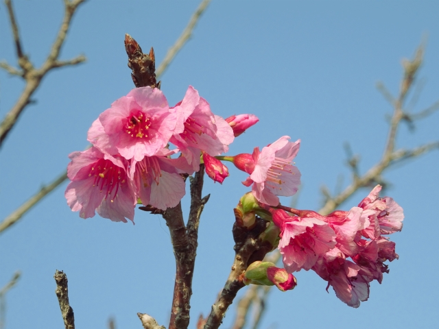 やえせ桜まつりライトアップ