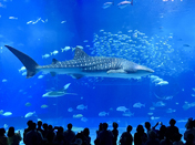 沖縄美ら海水族館モデルコースイメージ