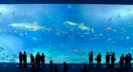 美ら海水族館&蝶々園入館券