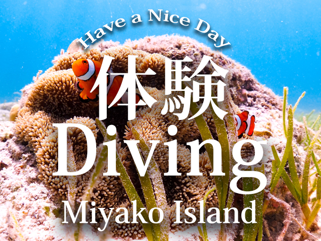 宮古島体験ダイビング特集