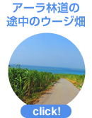 アーラ林道の途中のウージ畑