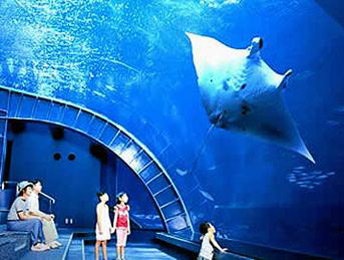 沖縄 美ら海水族館バスツアー 観光バスで巡るおすすめ日帰りバスツアー オプショナルツアー予約の旅スタ