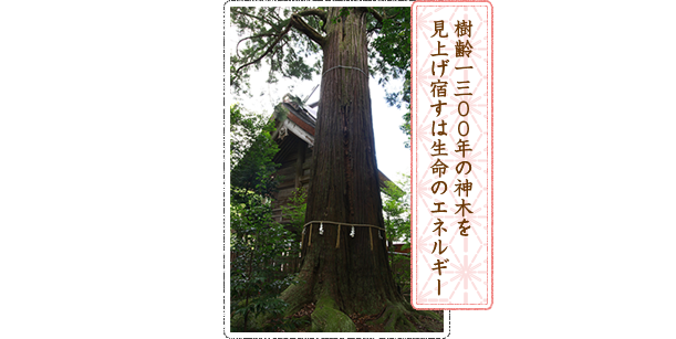 樹齢一三００年の神木を 見上げ宿すは生命のエネルギー