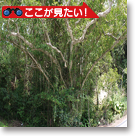 湯湾岳